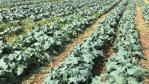 Finques de Bròcoli de la Cooperativa d'Ivars ©CooIvarsUrgell