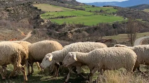 Conreus tradicionals en terres lleidatanes ©Territoriscat