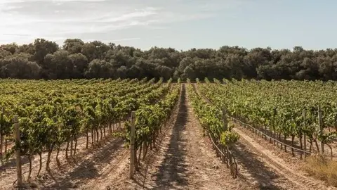 Vinya de Costers del Segre ©Imatge d'arxiu