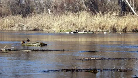 Els aiguamolls de Rufea, al riu Segre, al seu pas per Lleida ©Anna Berga