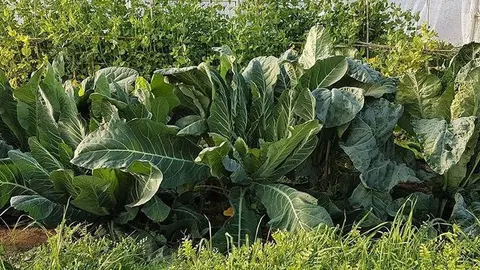 Les Escoles Agràries reben l’acreditació Amed ©EA