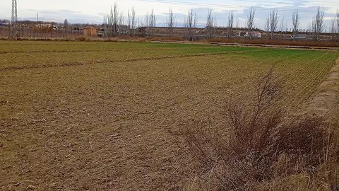 Una finca de cereals afectada per la plaga de conills @XavierLlombart