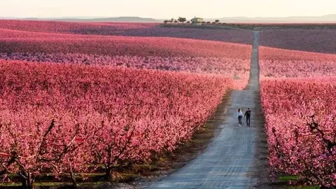 Floració al camps del Baix Segrià. Fotografia: Félix Lorenzo.