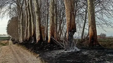 Arbres cremats en la banqueta de la 3a séquia a Bellvís ©CGRCU