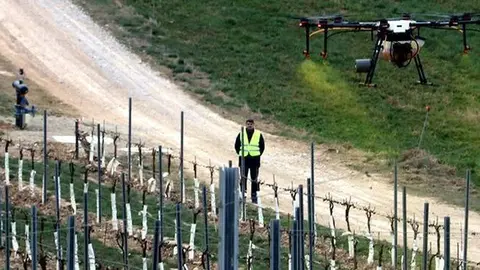 Un dron aplicant fitosanitari en les finques de Raimat  ©SalvadorMiret