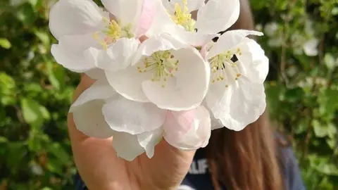 Hanami Horta