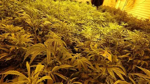 Imatge de les plantes localitzades a l'horta de Lleida ©Mossos