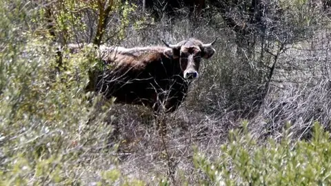 Nou projecte de ramaderia extensiva 'Vaquers del Corb'