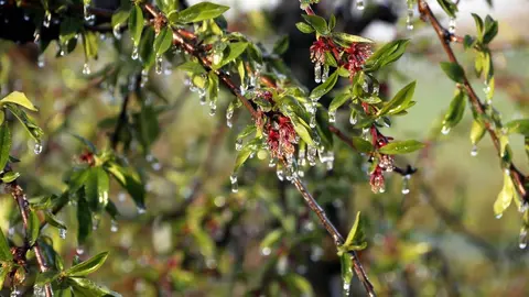 Gel protegint els fruits d'una finca de fruita dolça de Corbins davant les temperatures sota zero ©OriolBosch