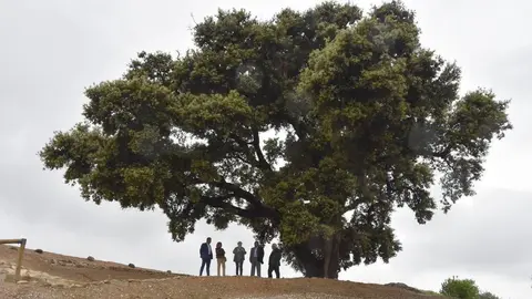 Els representants de Miralcamp i de Tepeji del Río sota l'Alzinera del Quelàs - Foto de Xavier Soberà-1