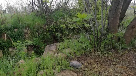 L'alliberament de la tortuga autòctona de rierol ©AjBorgesBlanques