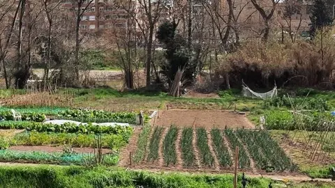 Hort comunitari de Balaguer