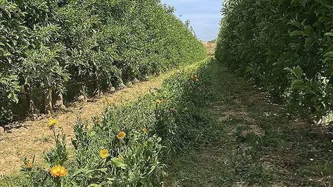 Bandes florals en una finca de Ponent ©IRTA