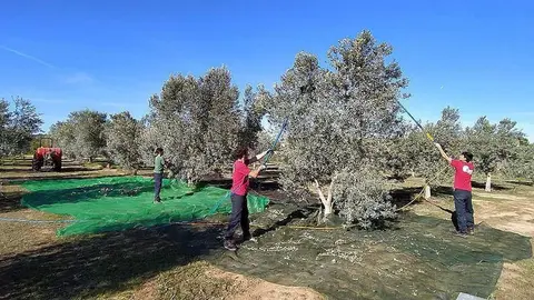 EA Gandesa, alumnes en la temporada de l'oliva