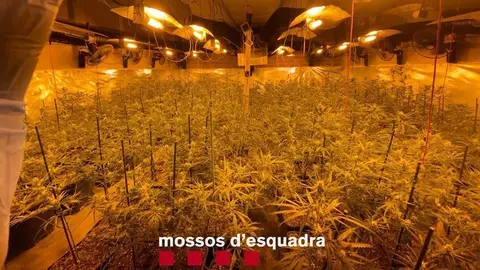 Marihuana localitzada en una nau industrial a Lleida ©Mossos