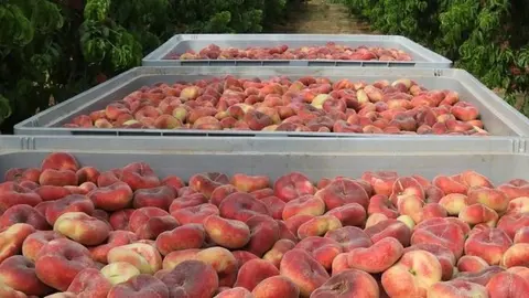 Arrenca la campanya de la fruita de pinyol.