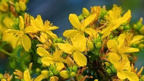 Flor de pericó. Cedida.