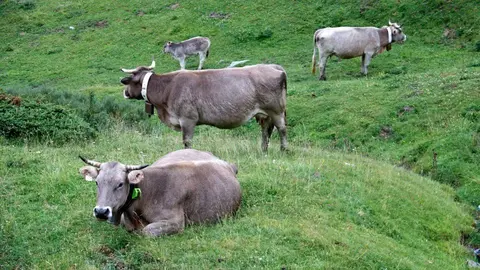 Un ramat de vaques a la Bonaigua i una amb collar GPS ©Marta Lluvich