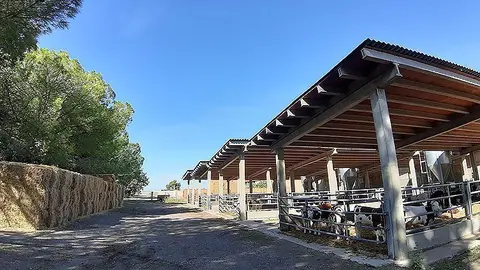 Vedells en una granja de la Cooperativa d'Ivars ©C.Ivars