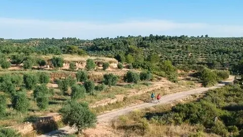 Ruta d'oliveres des de l'aire. Fotografia: Consell Comarcal de les Garrigues.