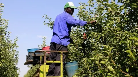 Un treballador cull peres en una finca dels Alamús ©Anna Berga