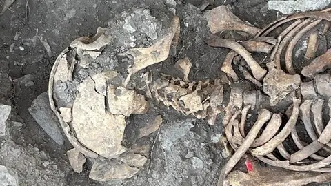 Restes òssies trobades al Pilar d'Almenara. Fotografia: Departament de Justícia.