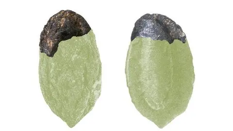 Fotografia del fragment, superposada a la d'un pinyol sencer, per fora i per dins. Fotografia: GIP-UdL.