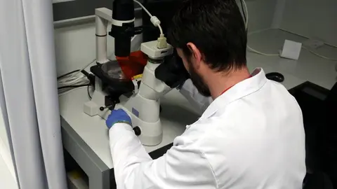 Un investigador mira per un microscopi
Data de publicació: dilluns 25 d’abril del 2022, 18:05
Localització: Barcelona
Autor: Pol Solà