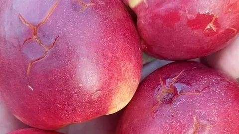 Nectarines d'una finca de la Portella. Fotografia: Asaja Lleida.