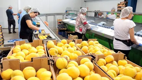 Imatge de préssecs en una central fructícola del municipi de Seròs. Imatge del 28 de juny del 2018. (Horitzontal)
Data de publicació: dijous 28 de juny del 2018, 20:19
Autor: Salvador Miret