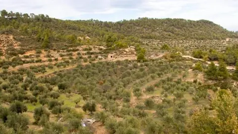 La Vall de Vinaixa. Fotografia: Cooperativa de Vinaixa.