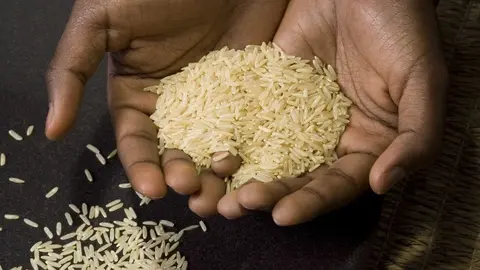 Producció d'arròs.