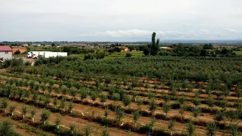 Camps de cultiu de la zona que ha d'ocupar el polígon de Torreblanca-Quatre Pilans, a l'Horta de Lleida
Data de publicació: dijous 15 de setembre del 2022, 06:00
Localització: Lleida
Autor: Oriol Bosch