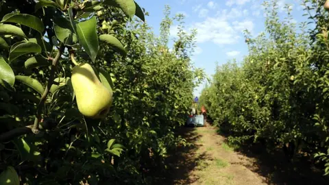 Una pera d'una explotació agrícola dels Alamús i persones collint fruita al fons
Data de publicació: diumenge 24 de juliol del 2022, 07:00
Localització: Els Alamús
Autor: Anna Berga