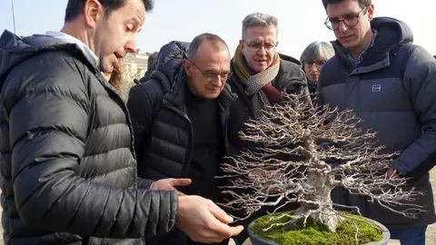 Presentació Bonsai lleida