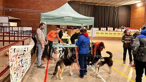 Canicròs, Canibtt I Scooter de Bellvís ©AjBellvís