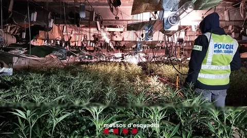 Desmantellen un cultiu de marihuana en una nau a Castellserà ©Mossosd'Esquadra