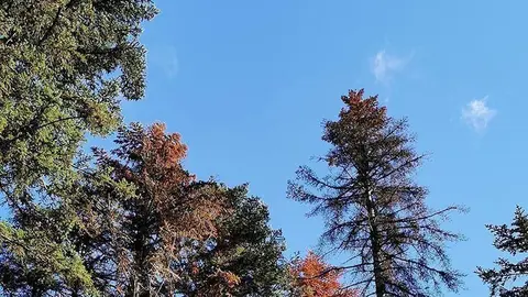 Arbres afectats per Heterobasidion annosum ©CTFC