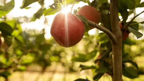 Fotografia d'una poma de la varietat Tutti, a l'arbre ©IRTA