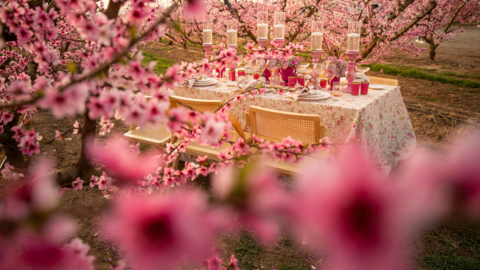 Taula parada entre el mar d'arbres fruiters florits a Aitona ©AjAitona