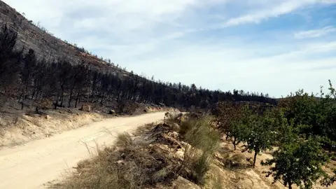 Zona cremada i camps de fruiters a l'incendi de la Franja ©Oriol Bosch