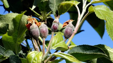 Pomes en creixement en una finca de Lleida

Data de publicació: dimecres 19 d’abril del 2023, 13:19

Localització: Lleida

Autor: Oriol Bosch