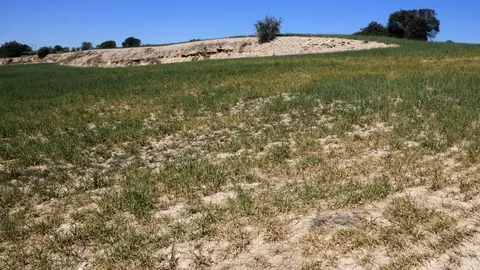 Una finca d'ordi de Cervera on es veuen zones sense plantes o amb les plantes seques degut a la manca d'aigua ©Anna Berga