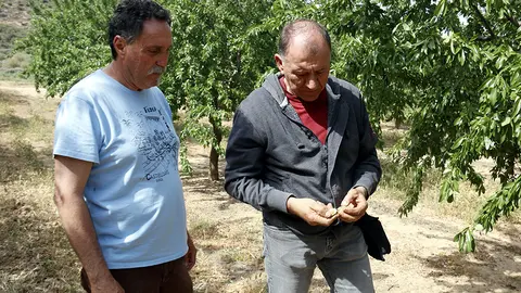 L'alcalde de Castelldans i un pagès que agafa l’aigua del Segarra-Garrigues visiten un camp d'ametllers que fa quatre dies que no es rega - Foto: Laura Cortés
