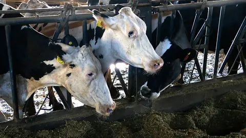 Vaques de llet a una granja del'Alt Urgell - Foto: Marta Lluvich