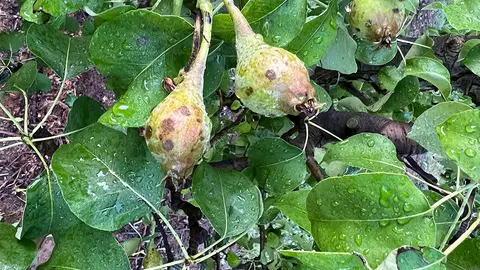 Fruita afectada per la pedra en una finca d'Albesa
Data de publicació: dilluns 08 de maig del 2023, 10:19
Localització: Lleida
Autor: Cedida per Asaja Lleida