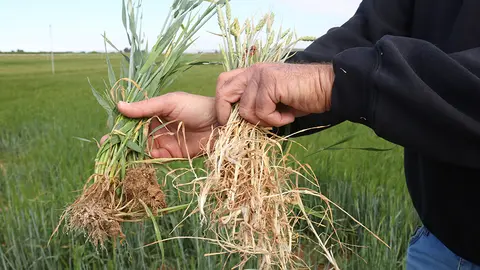 Una planta d'ordi que s'ha regat amb aigua del canal auxiliar, a l'esquerra, i una planta de blat ja seca perquè s'abastia amb el principal, a la dreta

Data de publicació: dissabte 13 de maig del 2023, 07:00

Localització: Bell-lloc d'Urgell

Autor: Ignasi Gómez