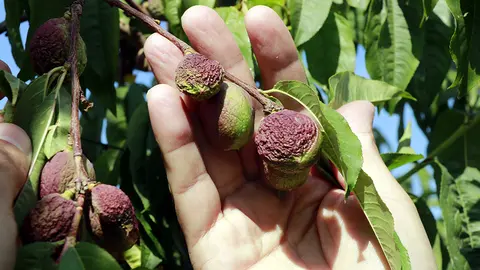 Nectarines amb la pell arrugada per falta d'aigua en una finca de Castelldans
Data de publicació: dijous 18 de maig del 2023, 12:50
Localització: Castelldans
Autor: Anna Berga