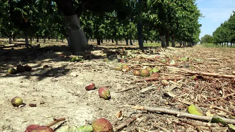 Nectarines que han caigut dels arbres degut a la sequera en una finca de Castelldans
Data de publicació: dijous 18 de maig del 2023, 13:36
Localització: Castelldans
Autor: Anna Berga