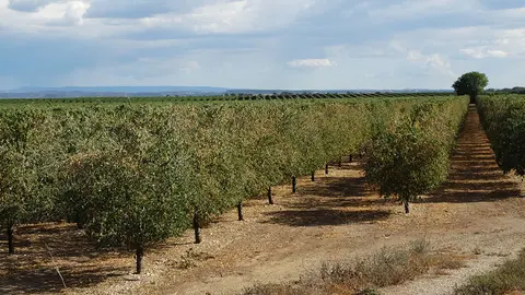 Arbres fruiters (ametllers) d'una finca de la Col·lectivitat 16 de regants del Canal d'Urgell, perdent les seves primeres fulles i oferint una estampa tardoral insòlit a la primavera - Foto: Marina Pallàs Barta